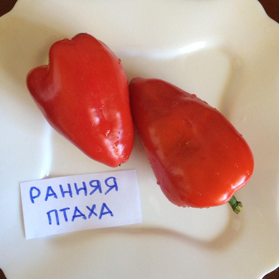 Томат ранний - 83 20шт/10