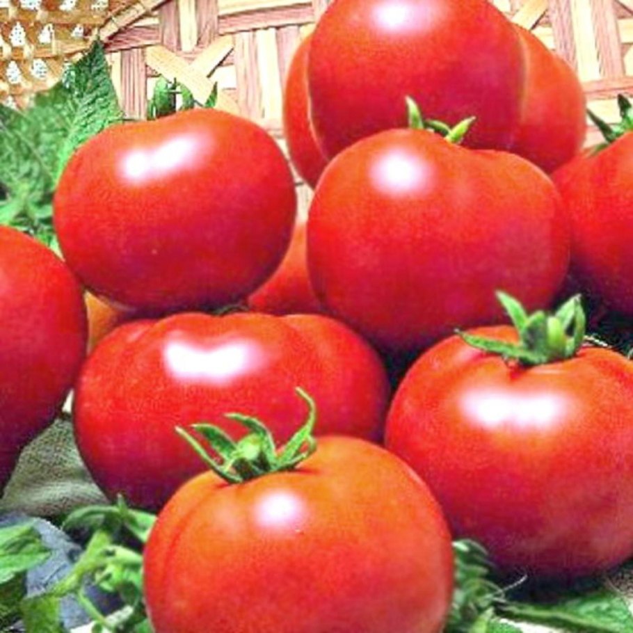 Томат ранний 83