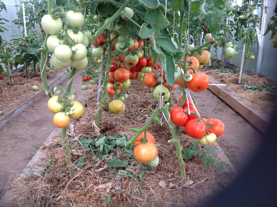 Дон помидор