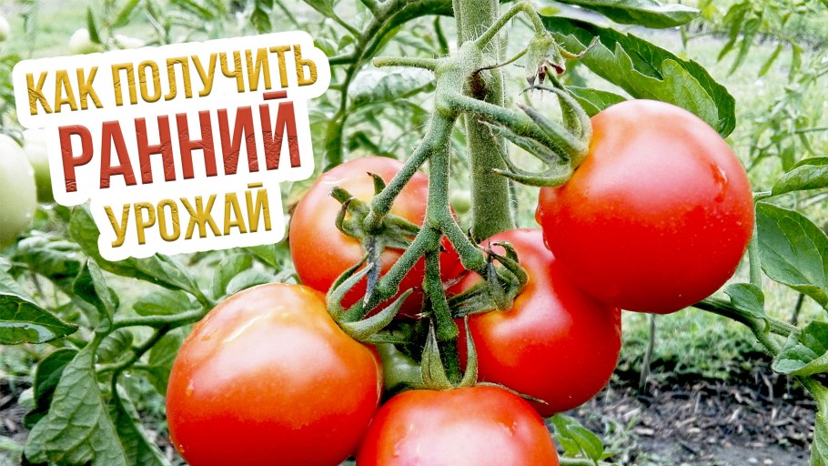 Перец Голиаф 15шт