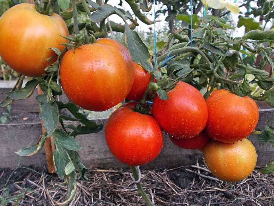 Томат ранний гигант