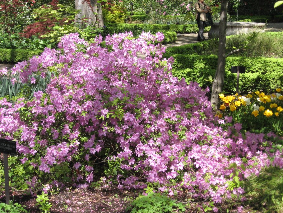 Рододендрон пукханский