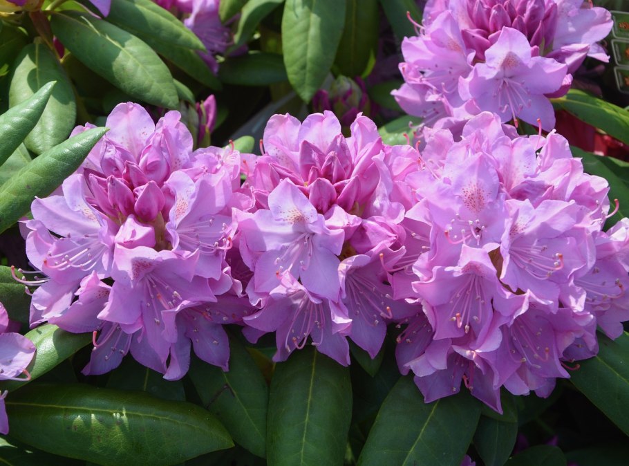 Азалия рододендрон