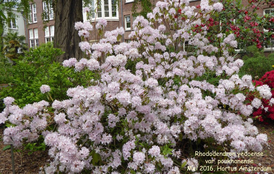 Рододендрон yedoense