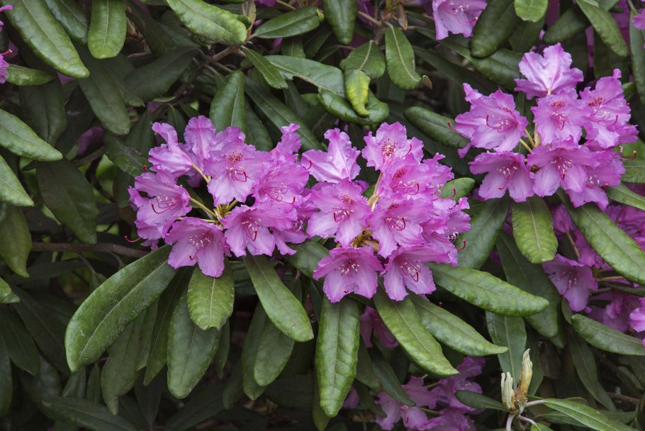 Рододендрон Centennial Gold