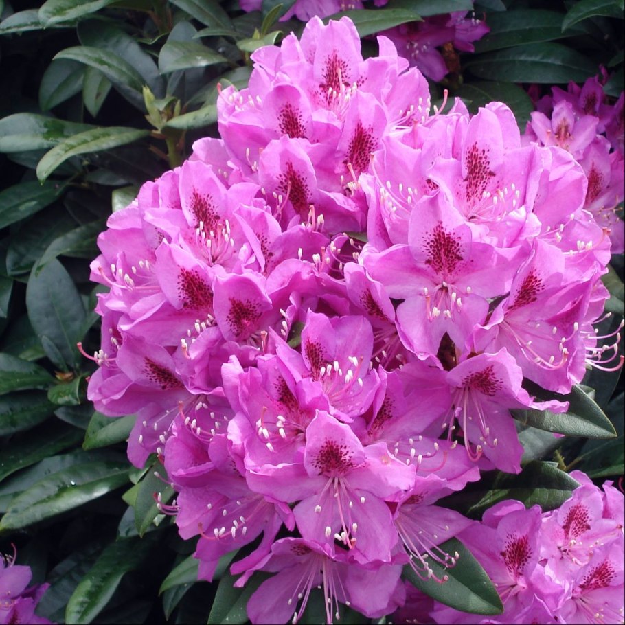 Рододендрон Gristede