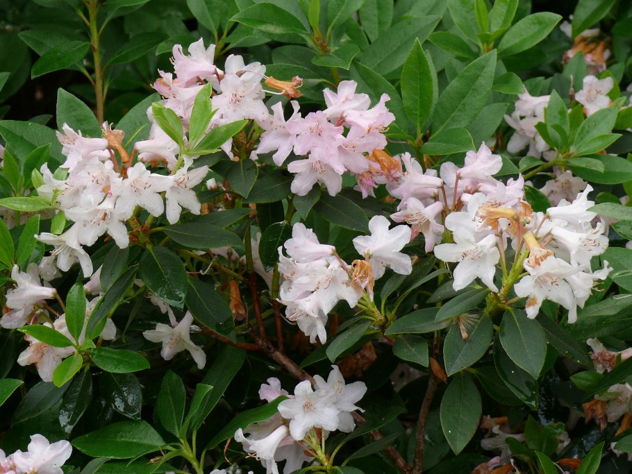 Рододендрон эндемик