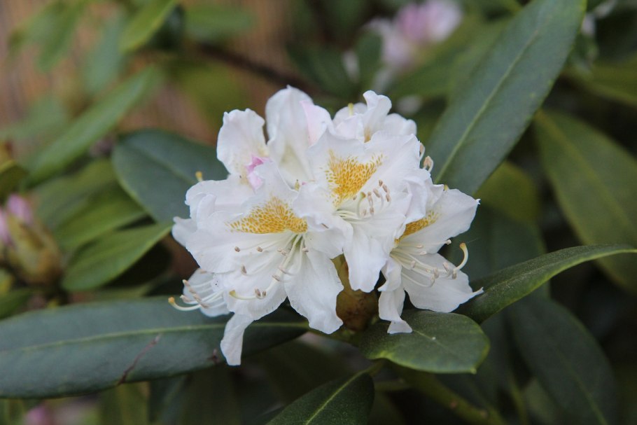 Рододендрон Kristians Pink