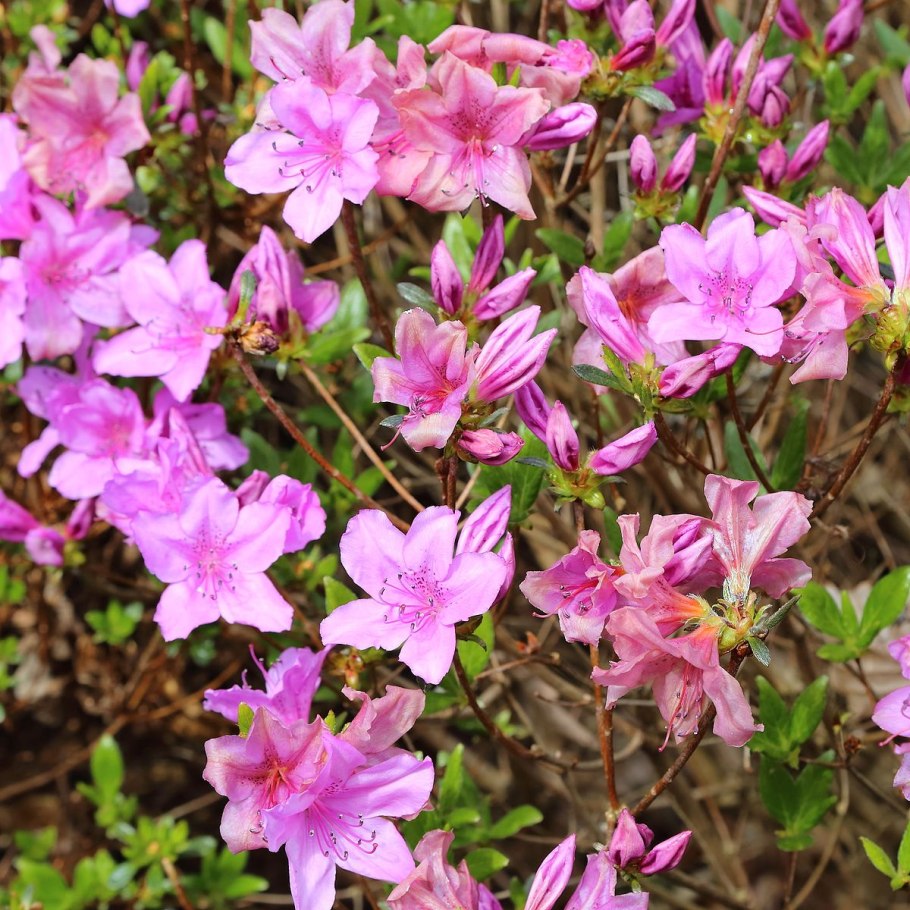 Рододендрон yedoense