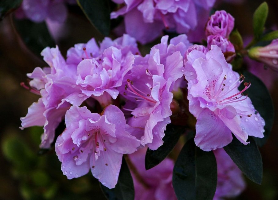 Рододендрон золотистый Rhododendron Aureum