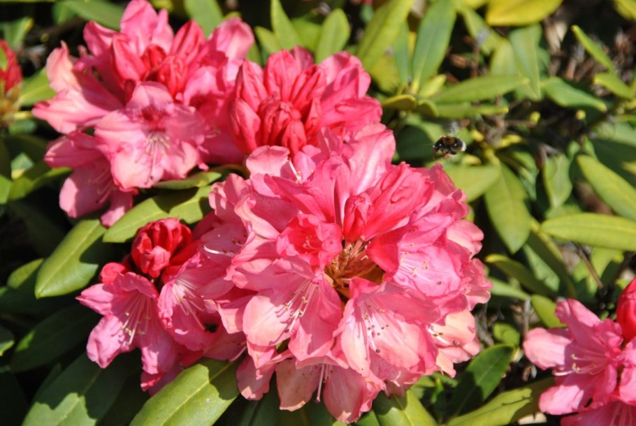 Рододендрон Пржевальского (Rhododendron przewalskii)