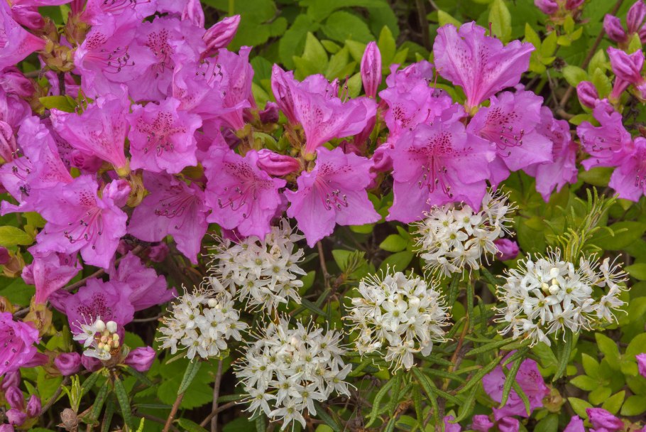 Рододендрон катевбинский Бурсо