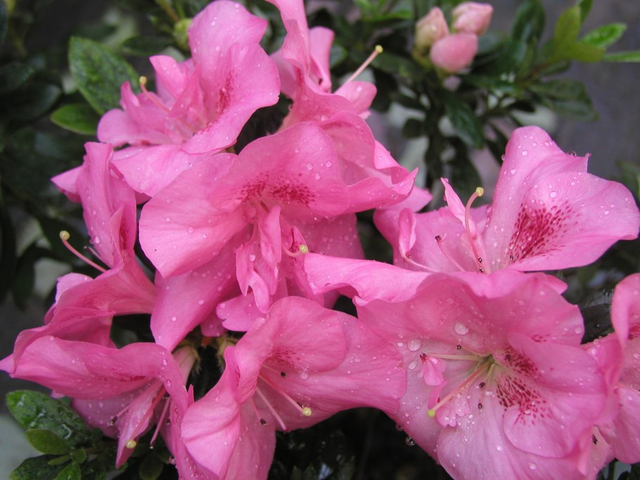 Рододендрон Макрофиллум