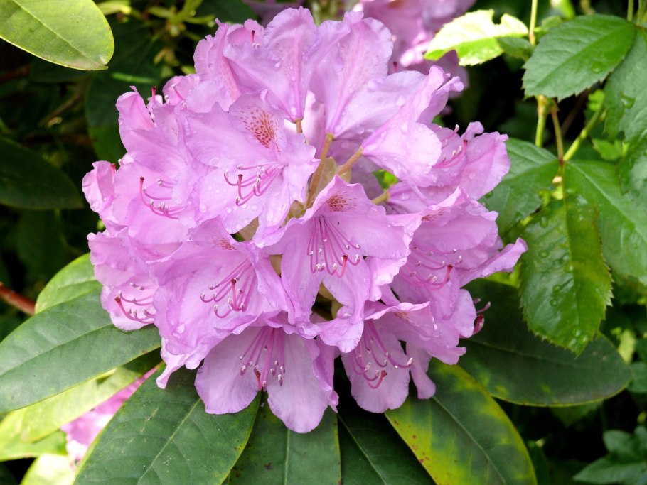 Рододендрон Rhododendron