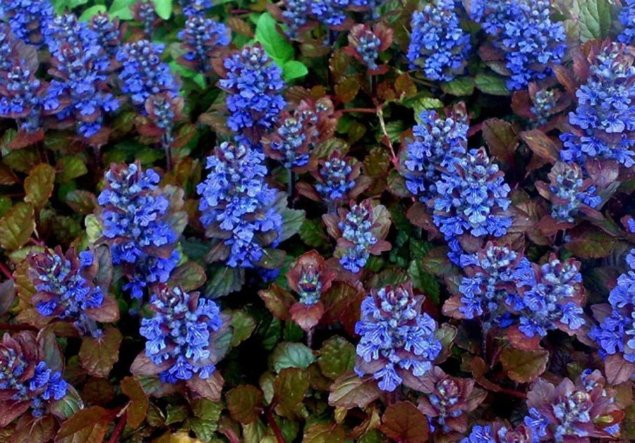 Горечавка семираздельная синяя