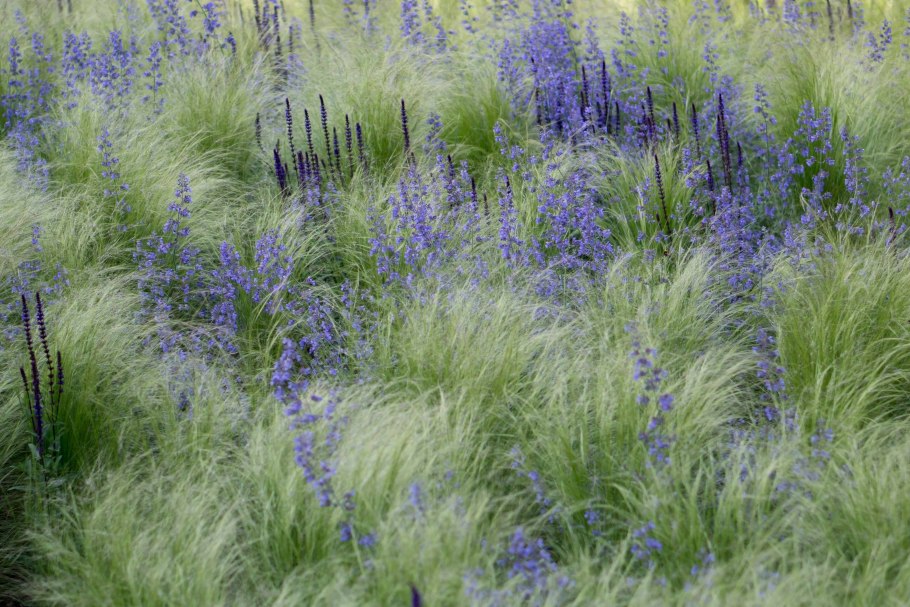 Синеголовник Альпийский Биг Блу