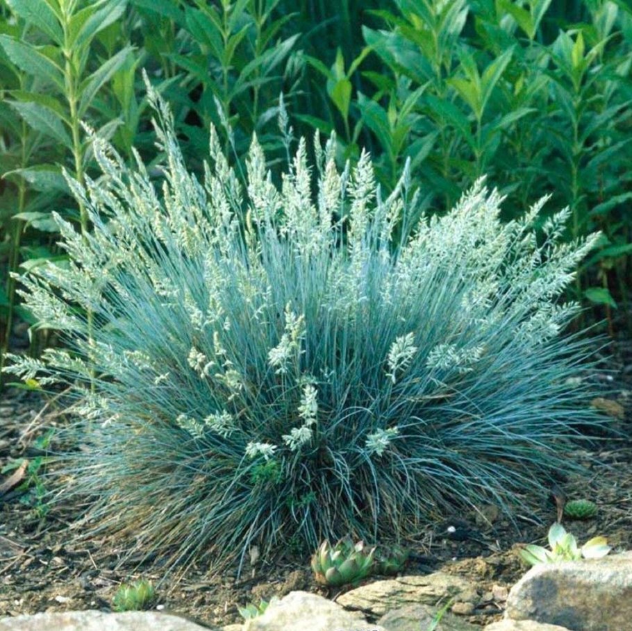 Лаванда узколистная Blue Scent early