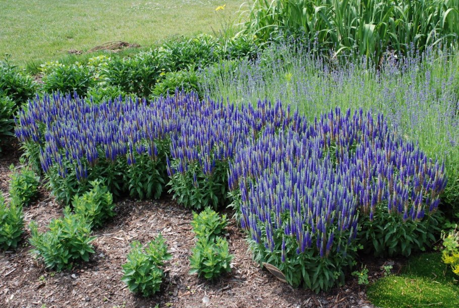 Дельфиниум живокость