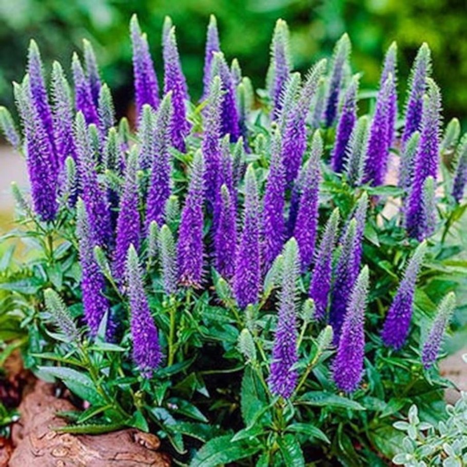 Вероника колосистая - Veronica spicata