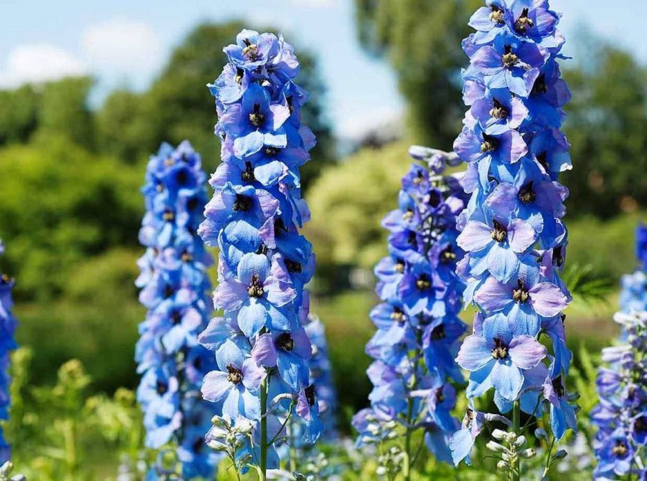 Anchusa azurea 'Dropmore'