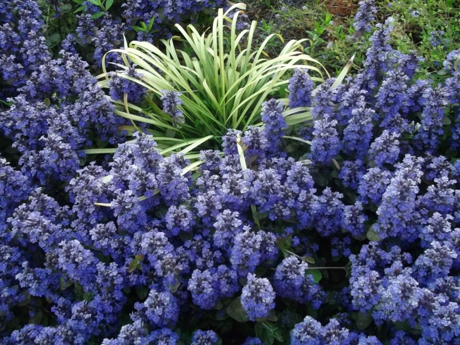 Луковичные цветы мускари