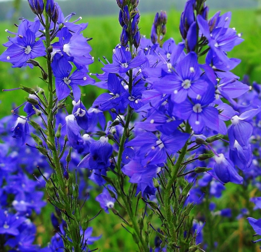 Ковыль тончайший шалфей мордовник