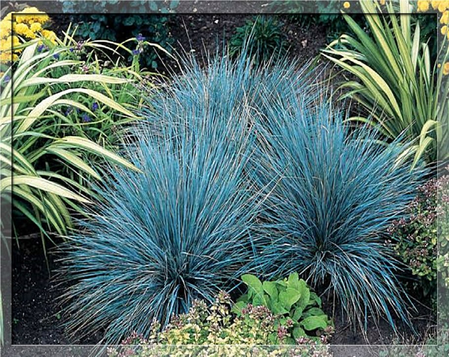 Мышиный гиацинт мускари