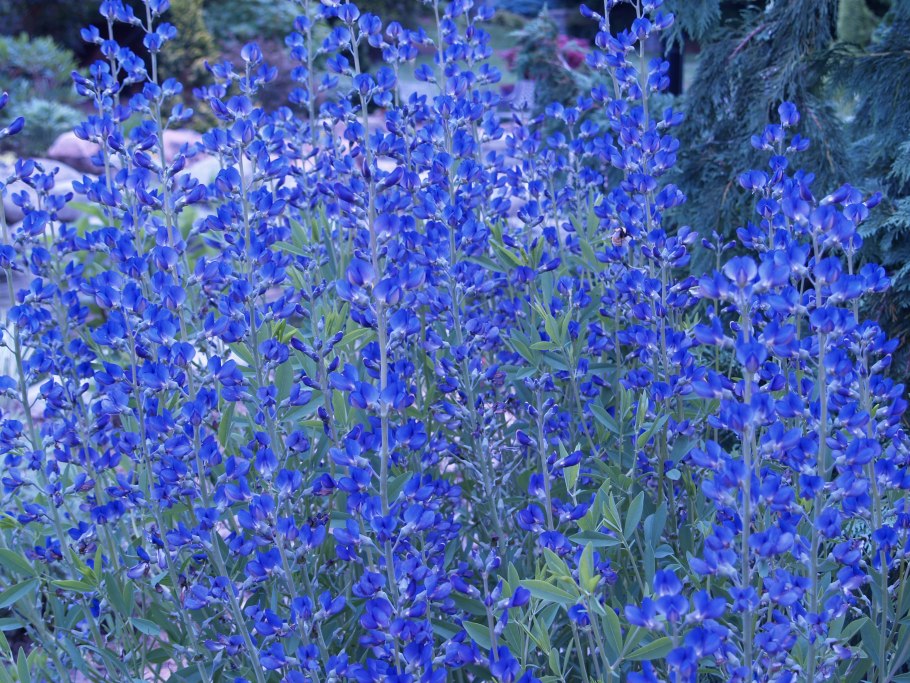 Осока развесистостебельная Банни Блу