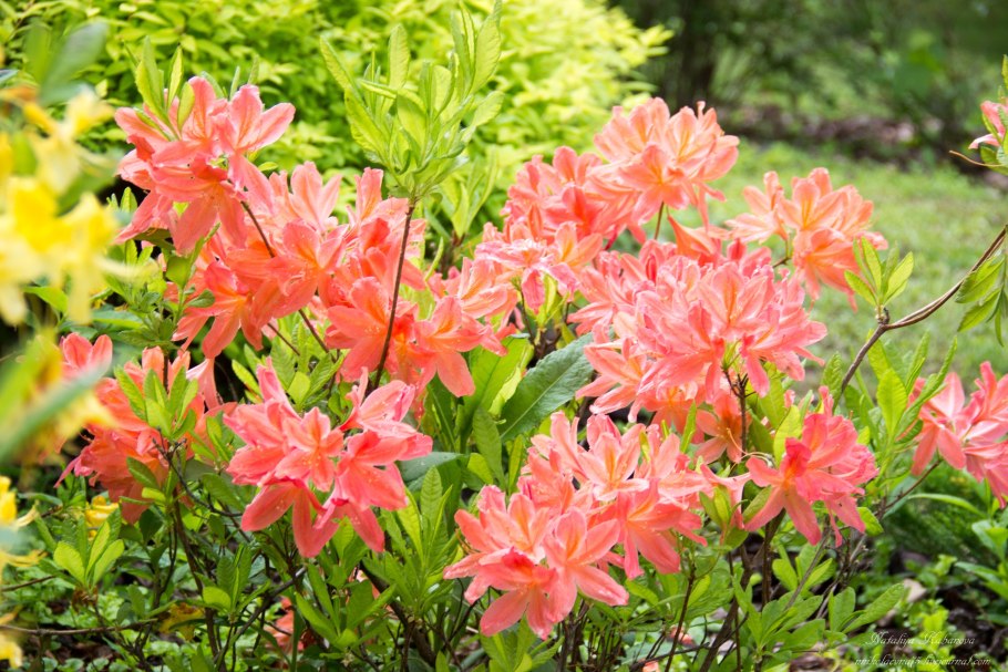 Рододендрон Гентский