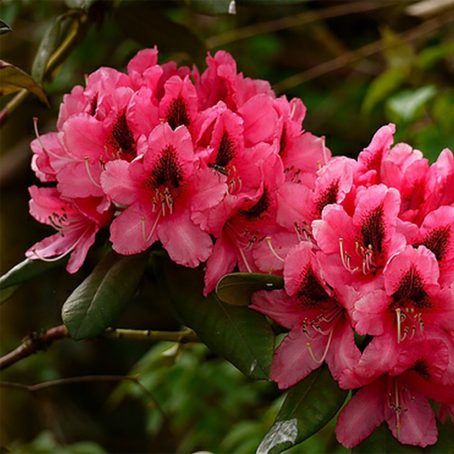 Рододендрон золотистый Rhododendron Aureum