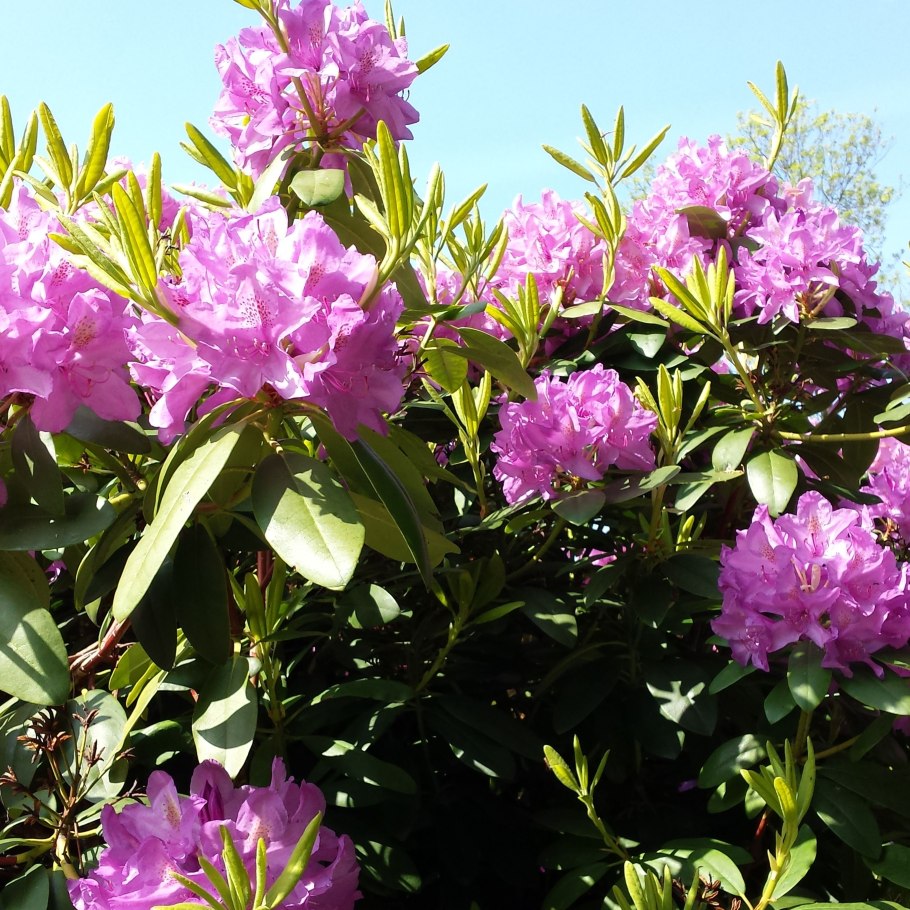 Рододендрон сиреневый