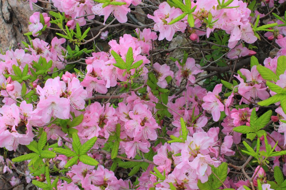 Багульник Шлиппенбаха рододендрон