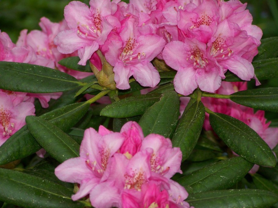 Рододендроны тонколистные