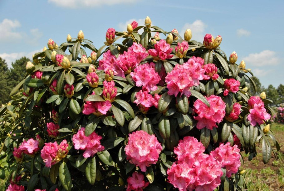 Рододендрон Азалия куст