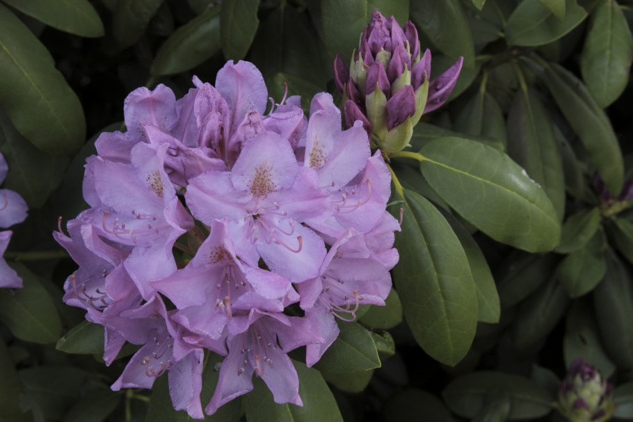 Рододендрон гибридный praecox