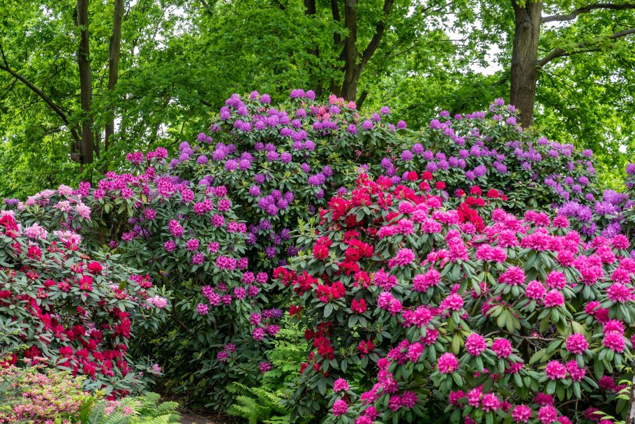 Азалия рододендрон комнатная