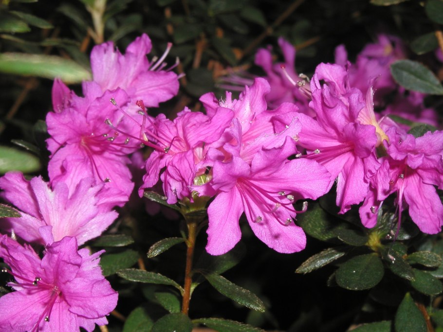 Рододендрон Королева бона