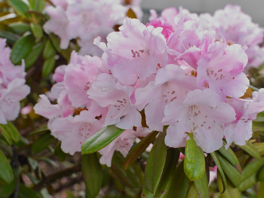 Рододендрон Каренс