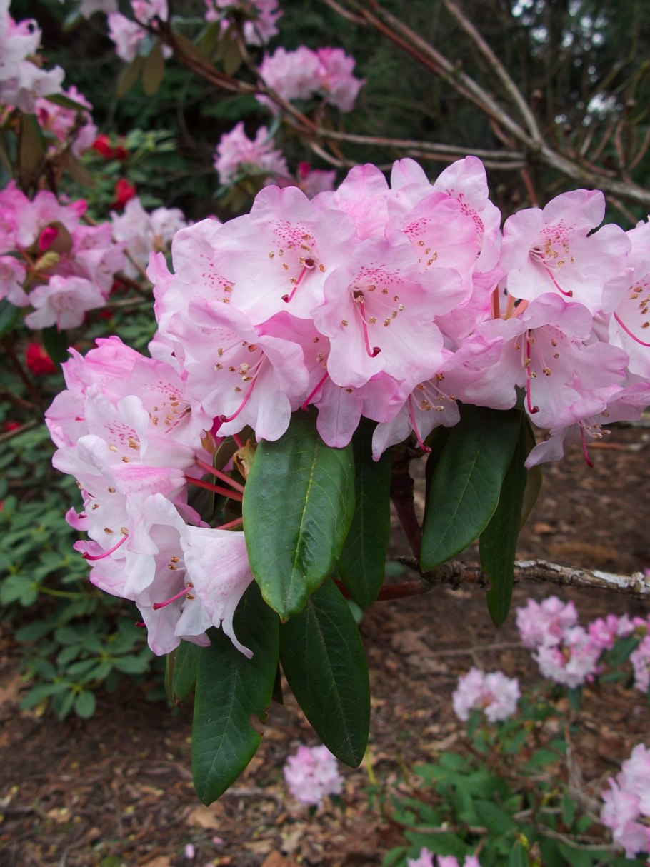 Рододендрон гибридный Голдфлиммер