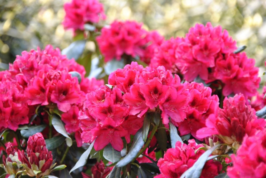 Рододендрон Władysław Łokietek