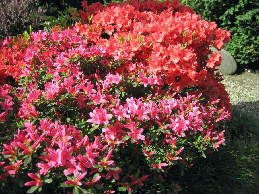 Родендендрон кальпсон