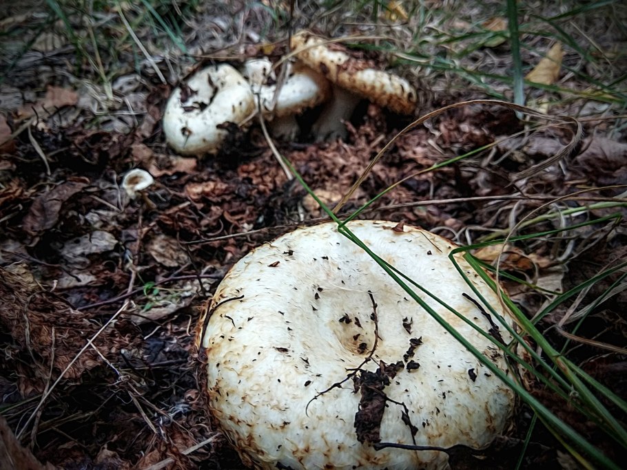 Скрипица Lactarius vellereus.
