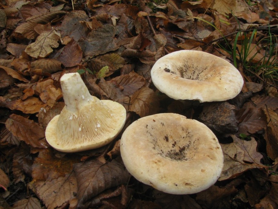 Скрипица подгруздок