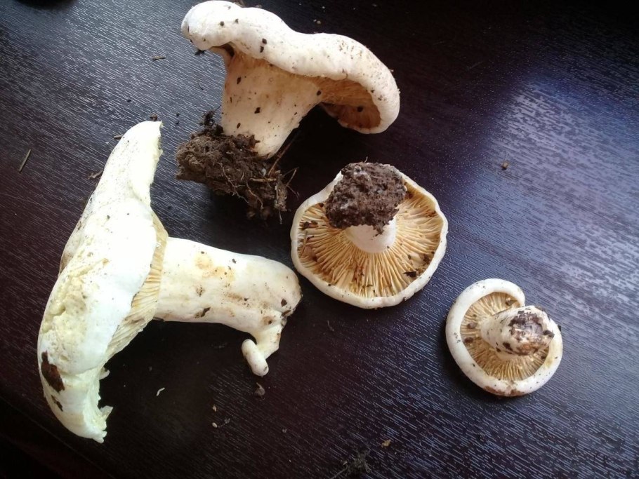 Скрипица млечник