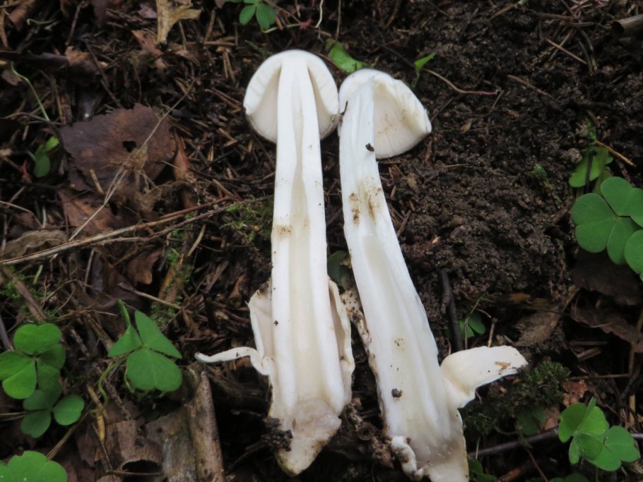 Скрипица гриб