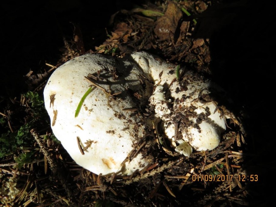 Рядовка Лиственная Tricholoma frondosae