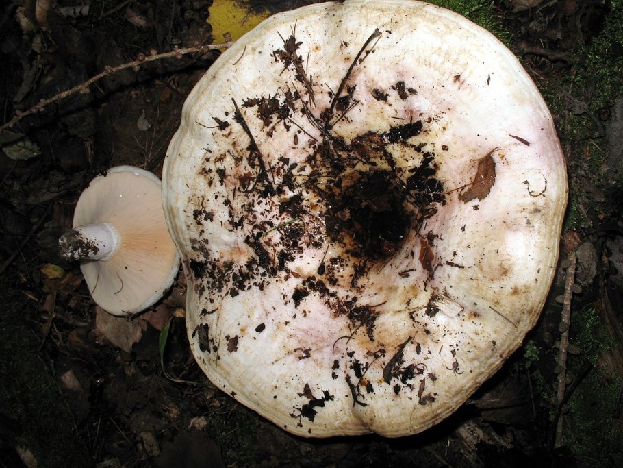 Подгруздок белый сухой груздь Russula Delica