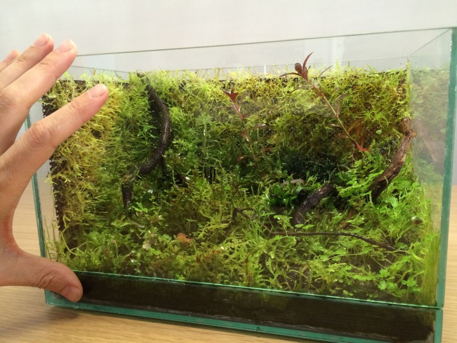 Аквариумный мох Еллоу