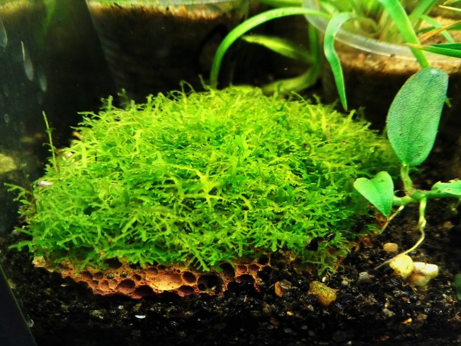 Terrarium Moss террариумный мох