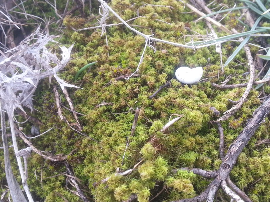 Флорариум с мхом